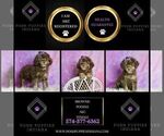 Small Photo #36 Poodle (Miniature) Puppy For Sale in WARSAW, IN, USA
