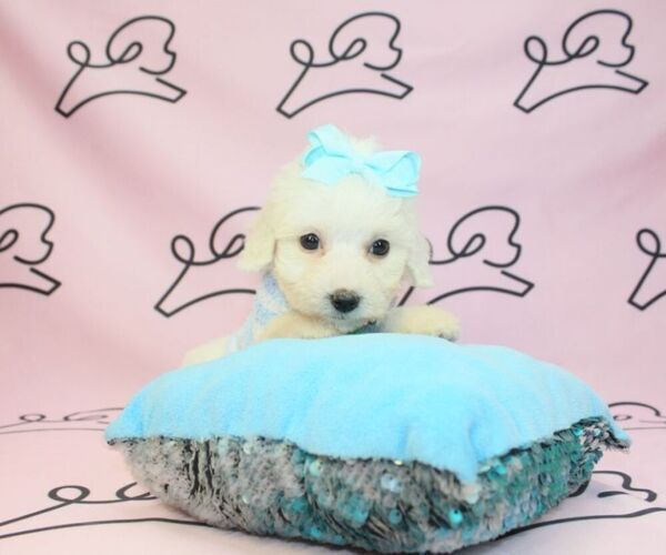 Medium Photo #5 Maltipoo Puppy For Sale in LAS VEGAS, NV, USA