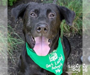Labrador Retriever-Retriever  Mix Dogs for adoption in Washington, DC, USA