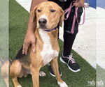 Small #1 Retriever  Mix