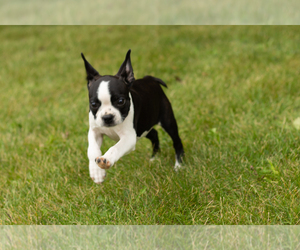 Boston Terrier Puppy for sale in MILFORD, IN, USA