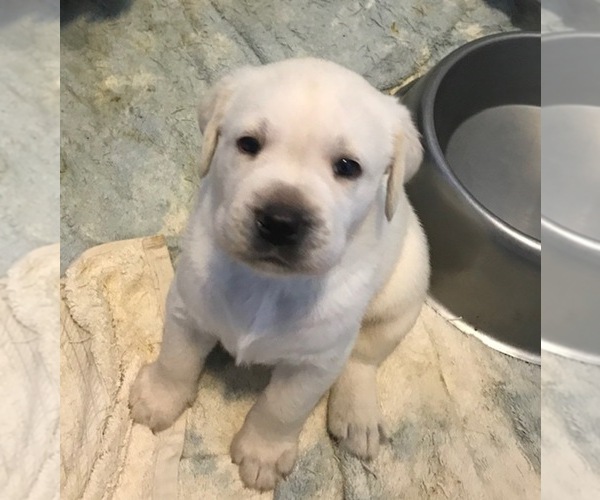 Medium Photo #9 Labrador Retriever Puppy For Sale in KITTRELL, NC, USA