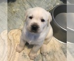 Small Photo #9 Labrador Retriever Puppy For Sale in KITTRELL, NC, USA