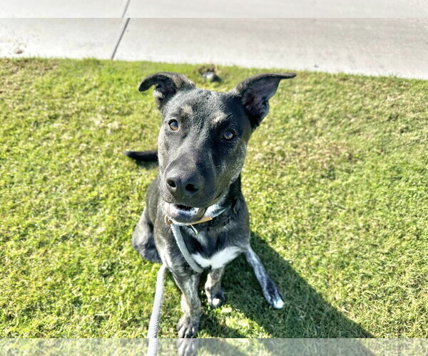 Medium Photo #4 Australian Kelpie-Holland Shepherd Mix Puppy For Sale in Chandler, AZ, USA