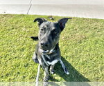 Small #3 Australian Kelpie-Holland Shepherd Mix