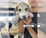 Small #4 Catahoula Leopard Dog