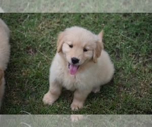 Golden Retriever Puppy for sale in RIVERSIDE, CA, USA