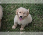 Litter - Male Golden Retriever Puppy for Sale - Small photo