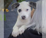 Small #4 Catahoula Leopard Dog-Labrador Retriever Mix