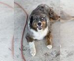 Small #1 Australian Shepherd