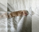 Small Photo #6 Cocker Spaniel Puppy For Sale in LEANDER, TX, USA