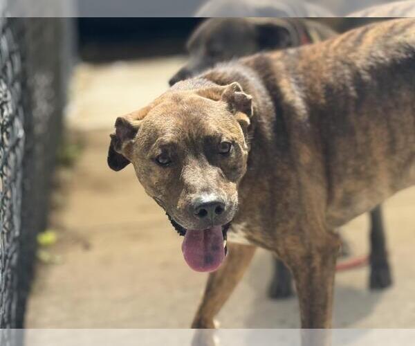 Medium Photo #1 Plott Hound Puppy For Sale in Tulsa, OK, USA