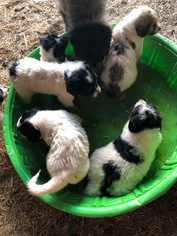 Great Pyrenees Puppy for sale in AIRVILLE, PA, USA