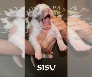 Great Dane Litter for sale in SPRAGGS, PA, USA