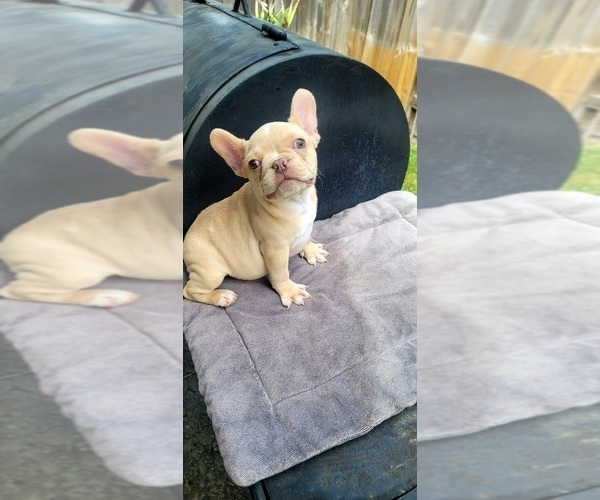 Medium Photo #1 French Bulldog Puppy For Sale in HOUSTON, TX, USA