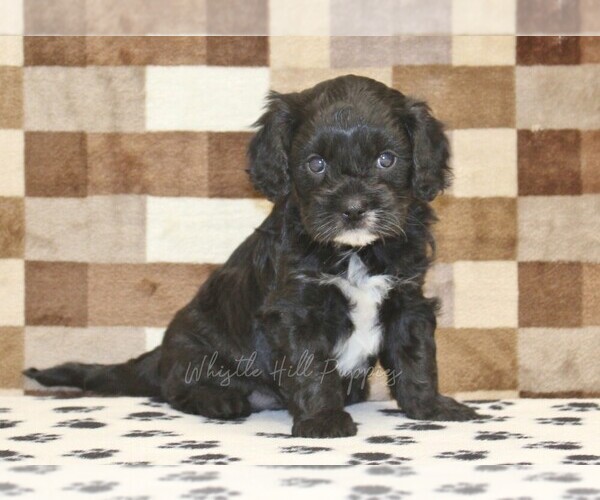 Medium Photo #1 Cavapoo (Miniature) Puppy For Sale in DENVER, PA, USA