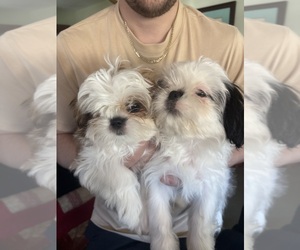Shih Tzu Litter for sale in SALEM, VA, USA