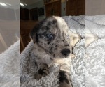 Small Photo #1 Sheprador Puppy For Sale in BROOKLINE, NH, USA
