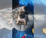 Small Photo #5 American Lo-Sze Pugg Puppy For Sale in CARLISLE, PA, USA