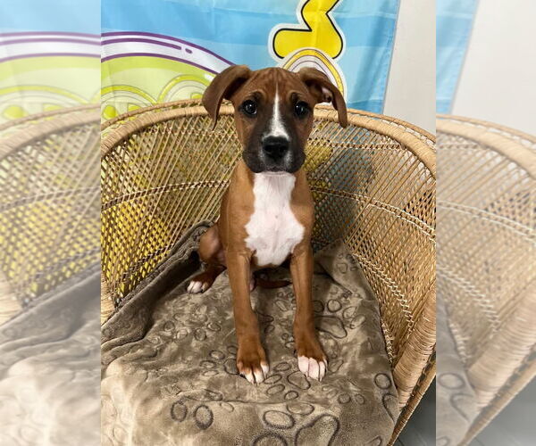 Medium Photo #5 Boxer-Greater Swiss Mountain Dog Mix Puppy For Sale in Stanwood, WA, USA