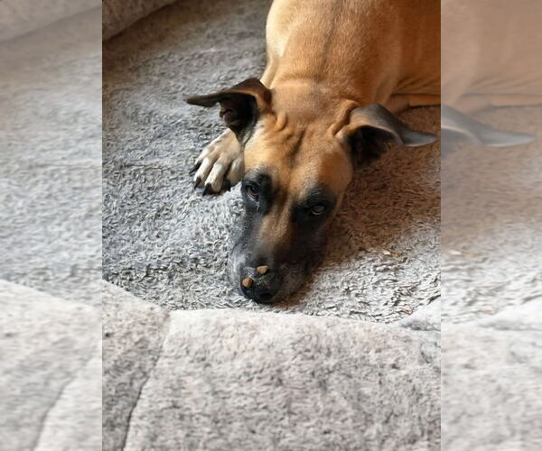 Medium Photo #2 Great Dane Puppy For Sale in Bullard, TX, USA