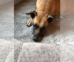 Small #1 Great Dane