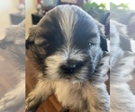 Small Photo #2 Mal-Shi Puppy For Sale in PORTERVILLE, CA, USA