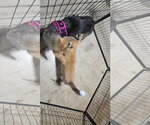 Small #6 German Shepherd Dog Mix