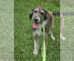 Small #9 Poodle (Standard) Mix