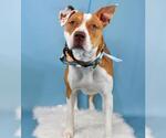 Small American Pit Bull Terrier