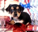 Small Photo #9 Yorkshire Terrier Puppy For Sale in AKRON, OH, USA