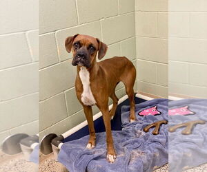 Boxer Dogs for adoption in Austin, TX, USA