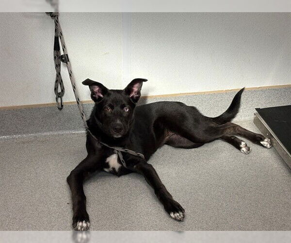Medium Photo #2 German Shepherd Dog-Siberian Husky Mix Puppy For Sale in Rancho Cucamonga, CA, USA