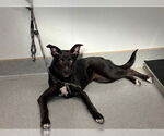 Small Photo #2 German Shepherd Dog-Siberian Husky Mix Puppy For Sale in Rancho Cucamonga, CA, USA