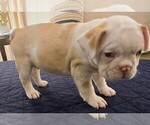 Small Photo #49 French Bulldog Puppy For Sale in CHINO HILLS, CA, USA
