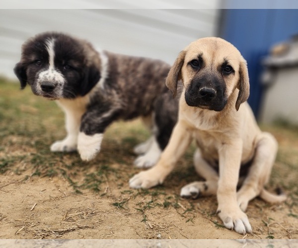 Medium Photo #16 Anatolian Shepherd Puppy For Sale in CUMBY, TX, USA