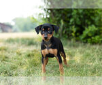 Small Photo #10 Miniature Pinscher Puppy For Sale in WARSAW, IN, USA