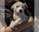 Small #2 Australian Shepherd Mix
