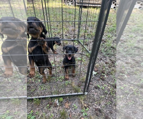 Medium Photo #4 Rottweiler Puppy For Sale in HENRICO, VA, USA