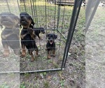 Small #3 Rottweiler