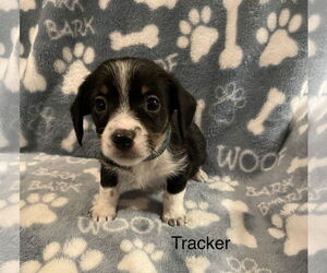 Mutt Dogs for adoption in Colorado Springs, CO, USA