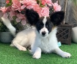 Image preview for Ad Listing. Nickname: Rascal