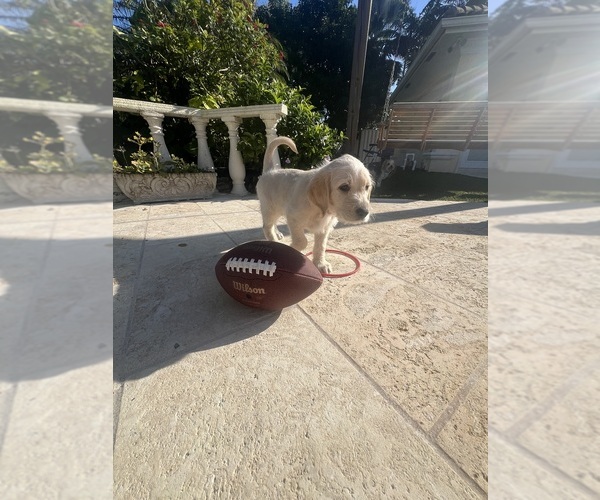 Medium Photo #64 Labradoodle Puppy For Sale in FORT LAUDERDALE, FL, USA