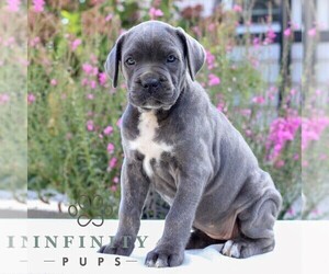 Cane Corso Puppy for sale in EAST EARL, PA, USA