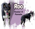 Small Huskies Mix