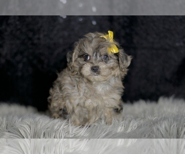 Medium Photo #2 YorkiePoo Puppy For Sale in WARSAW, IN, USA