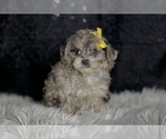 Small #1 YorkiePoo
