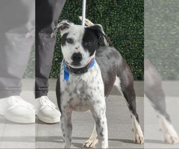 Medium Photo #1 Dalmatian-Unknown Mix Puppy For Sale in Bakersfield, CA, USA