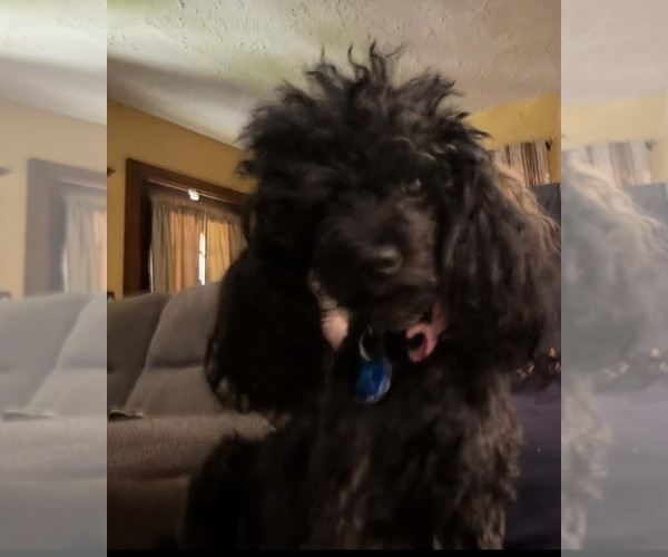 Medium Photo #1 Maltipoo (Toy) Puppy For Sale in OTTAWA, KS, USA