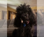 Small Photo #1 Maltipoo (Toy) Puppy For Sale in OTTAWA, KS, USA